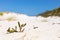 Coastal sand dune landscape of Fish Hoek, Cape Town