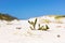 Coastal sand dune landscape of Fish Hoek, Cape Town