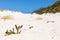 Coastal sand dune landscape of Fish Hoek, Cape Town