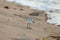 Coastal scene of sandpiper sanderling