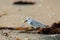 Coastal scene of sandpiper sanderling