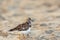 Coastal scene of sandpiper sanderling