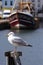 Coastal Seagull with water and fishing boat