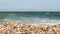 Coastal seashells on the seashore on a sunny day