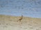 Coastal Serenade: Crested Lark Birds Gliding Above Beach