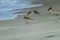 Coastal Serenity: Graceful Grey Plover Amidst Beach Birds