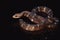 coastal snake on dark background