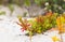 Coastal Succulent Fynbos on a beach in Cape Town