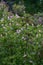 Coastal sweetpepperbush Clethra alnifolia Pink spire pink flowering shrub