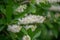 Coastal sweetpepperbush Clethra alnifolia, white flowers