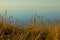 Coastal Symphony: Grass Flourishing on Baltic Sands.