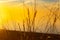 Coastal Symphony: Grass Flourishing on Baltic Sands.