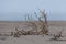 Coastal Symphony: Grass Flourishing on Baltic Sands.