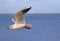 Coastal tern seagull in flight