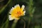 Coastal Tidytip Layia Platyglossa yellow flower