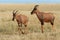 Coastal Topi - Damaliscus lunatus, highly social antelope, subspecies of common tsessebe, occur in Kenya, formerly found in