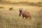 Coastal Topi - Damaliscus lunatus, highly social antelope, subspecies of common tsessebe, occur in Kenya, formerly found in