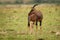 Coastal Topi - Damaliscus lunatus, highly social antelope, subspecies of common tsessebe, occur in Kenya, Somalia, from reddish