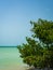 Coastal tree hanging over the clear-blue waters of the Pacific O