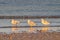 Coastal Trio: Three Slender-billed Gull Birds Gliding Above the Beach