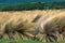 Coastal Tussock Grass of Australia in wind