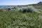 Coastal vegetation at Mindarie Keys, City of Wanneroo, Western Australia