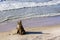 Coastal view of the Baltic Sea, erosion washed tree stump on shore