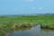 Coastal view over farmland with water buffalo Vietnam 