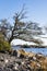 Coastal view of Porkkalanniemi in autumn, big tree, stones and Gulf of Finland