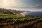 Coastal vineyard with rows of grapevines. Generative ai