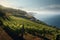 Coastal vineyard with rows of grapevines. Generative ai