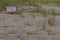 Coastal warning sign for sand dunes