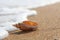 The coastal wave touches a beautiful shell lying on a clean sandy coast