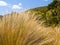 Coastal wetland red tussock