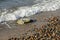 Coastline of the Baltic Sea and many pebbles