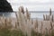 Coastline of Homunga Bay, Waikato region, New Zealand