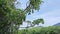 coastline landscape scene of the mangrove forest.