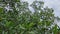 coastline landscape scene of the mangrove forest.