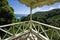 The coastline near Castle Bruce, Dominica island