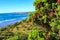 Coastline near Raglan, New Zealand, with pohutukawa tree