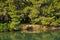 Coastline of a small lake covered with pine tree forest, near Koukounaries beach, morning at Skiathos island