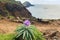 Coastline view with endemic flower Matthiola maderensis, Madeira Island