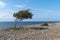 Coastline with windblown tree by seaside