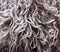 Coat texture lambskin with grey hair and curls