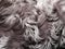 Coat texture lambskin with long grey hair and curls