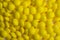 Coated yellow candy