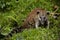 Coati