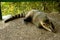 Coati