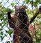 Coati animal like racoon in cage in Costa Rica