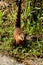 Coati animal seen in park